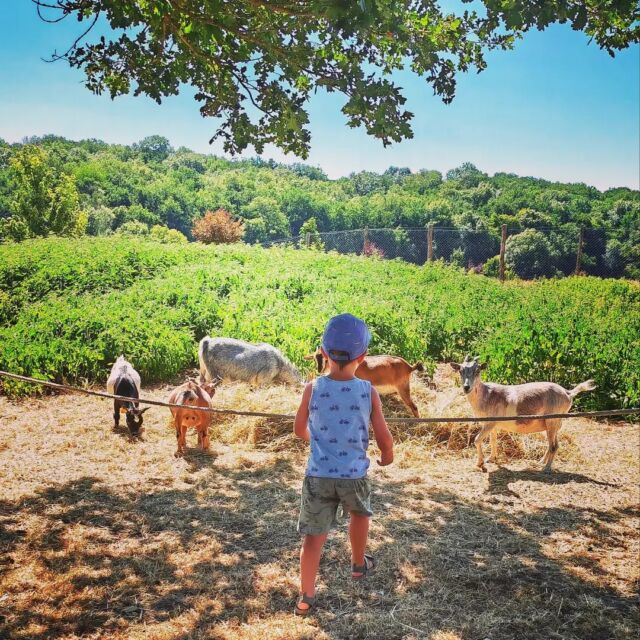 Au cœur d'un parc de 20 hectares, le domaine de Revert vous accueille en famille pour découvrir plus de 200 espèces animales domestiques du monde entier.
Photo @l_arene_mere

#domainederevert 
#parcanimalier 
#famille 
#animauxdomestiques 
#nature 
#destinationsudberry 
#berryprovince 
#departementducher 
#centrevaldeloire 
#enrouelibre