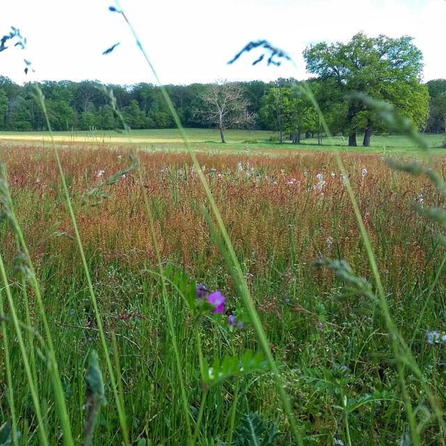 A la recherche d'un endroit paisible, de paysages bucoliques pour vos futures vacances? 
Lancez-vous !
#destinationsudberry
#coeurdefrancetourisme 
#routejacquescoeur 
#voyage 
#vacance
#berry 
#nature 
#garden 
#berryprovince 
#instaphoto 
#photodujour 
#followme